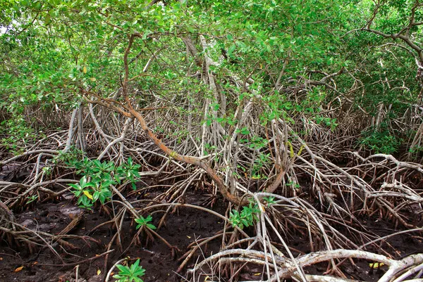 Mangrovových lesů v Kolumbii, ostrovy Karibiku mucura — Stock fotografie