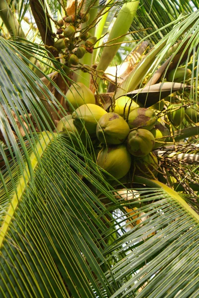 Green Palm Forest itt: Kolumbiai sziget Mucura — Stock Fotó