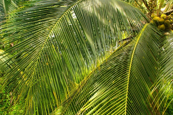 Grüner Palmenwald auf der kolumbianischen Insel Mucura — Stockfoto