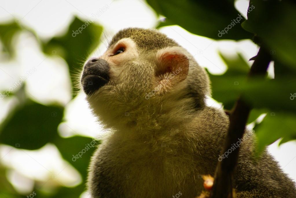 Amazon and america Monkey: Saimiri sciureus sciureus