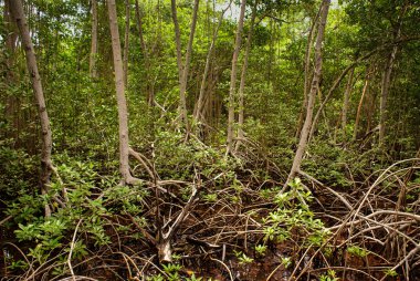 mangrov orman Kolombiya, Karayip Adaları mucura