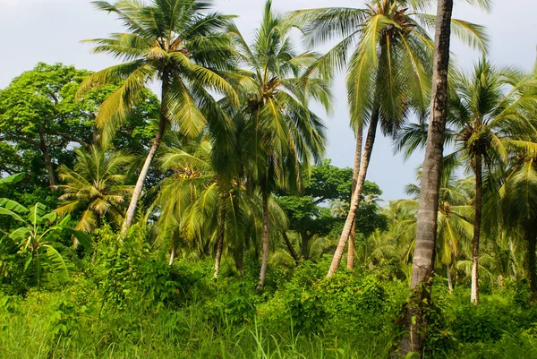 Floresta de palmeiras verdes na ilha colombiana Mucura — Fotografia de Stock