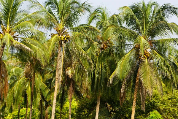 Floresta de palmeiras verdes na ilha colombiana Mucura — Fotografia de Stock