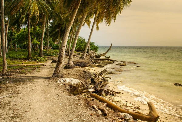 Φοίνικες σε τροπική παραλία, η Κολομβία, η Αμερική sur — Φωτογραφία Αρχείου
