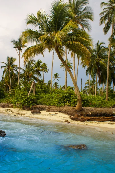 Palmen am tropischen Strand in Kolumbien, America sur — Stockfoto