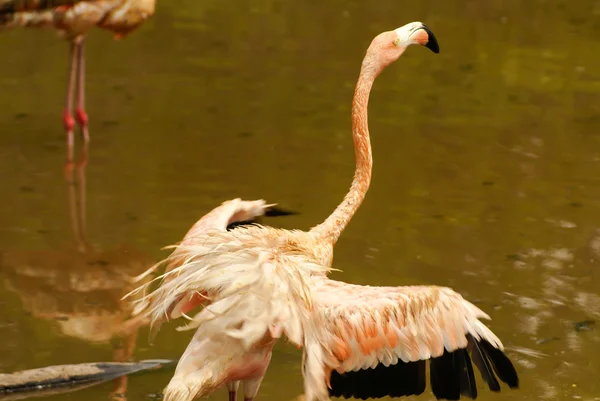 Die amerikanische Unterart des Karibischen Flamingos (Phoenicopterus ruber ruber)) — Stockfoto