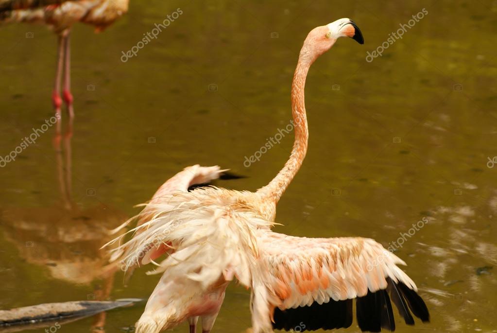 ken zazpi phoenicopterus ken zazpi phoenicopterus