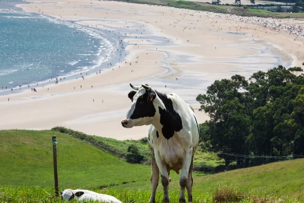 Cattle grazing on a beach background Cantabria, Spain — Stock Photo, Image