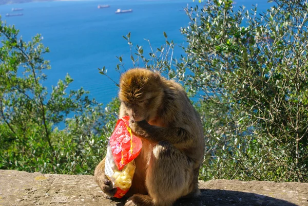 Barbaby opice sedící na zdi s výhledem na přístav oblasti, gibraltar, Velká Británie, západní Evropa. — Stock fotografie