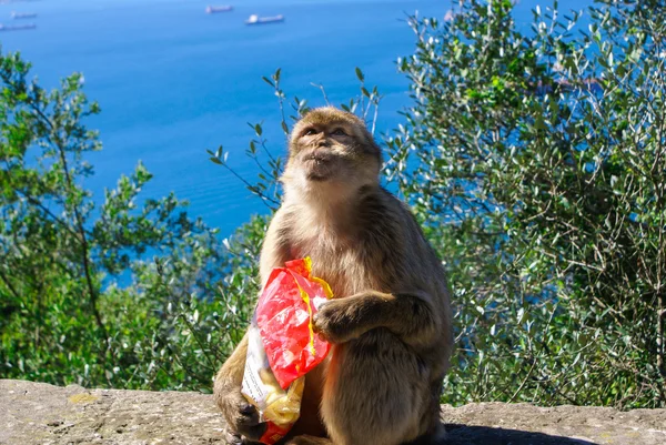 Barbaby Ape sentado na parede com vista para a área portuária, Gibraltar, Reino Unido, Europa Ocidental . — Fotografia de Stock