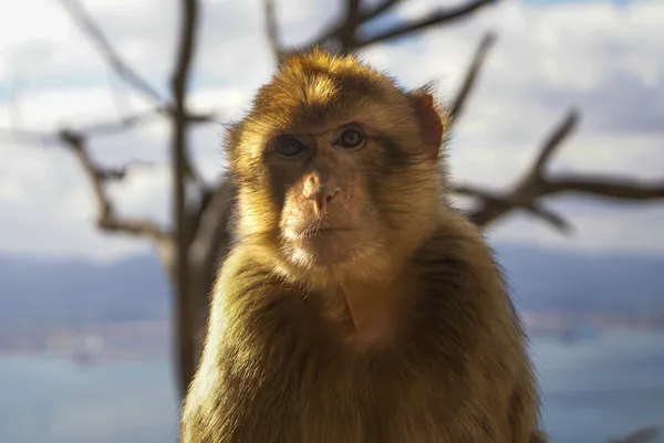 Barbaby Ape sentado en la pared con vistas a la zona portuaria, Gibraltar, Reino Unido, Europa Occidental . — Foto de Stock