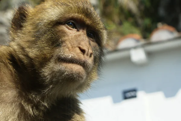 Barbaby opice sedící na zdi s výhledem na přístav oblasti, gibraltar, Velká Británie, západní Evropa. — Stock fotografie