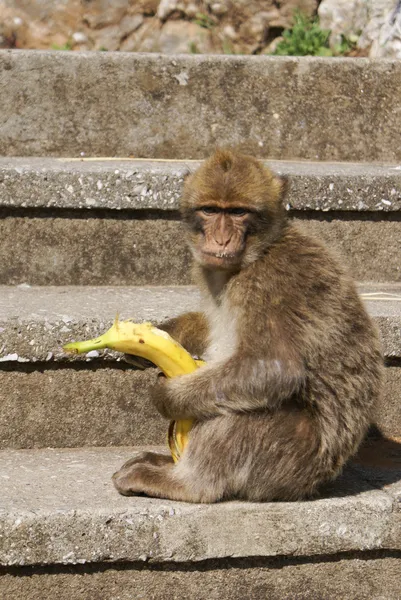 Barbaby aap zittend op de muur met uitzicht op de haven gebied, gibraltar, uk, West-Europa. — Stockfoto
