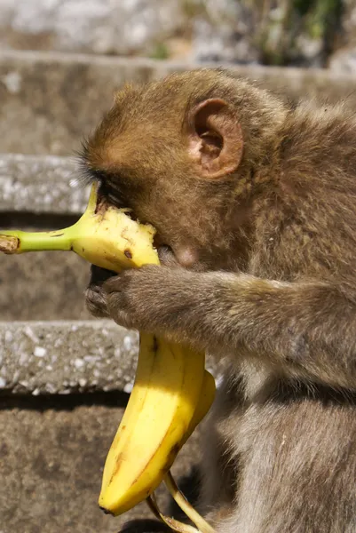 Barbaby Ape sentado en la pared con vistas a la zona portuaria, Gibraltar, Reino Unido, Europa Occidental . — Foto de Stock