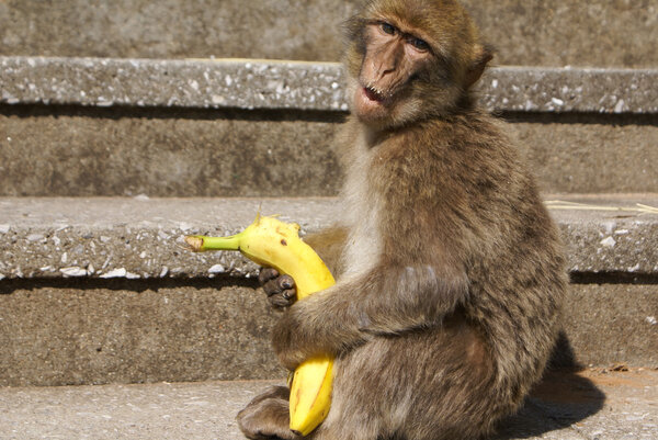 Barbaby Ape sitting on wall overlooking the port area, Gibraltar, UK, Western Europe.