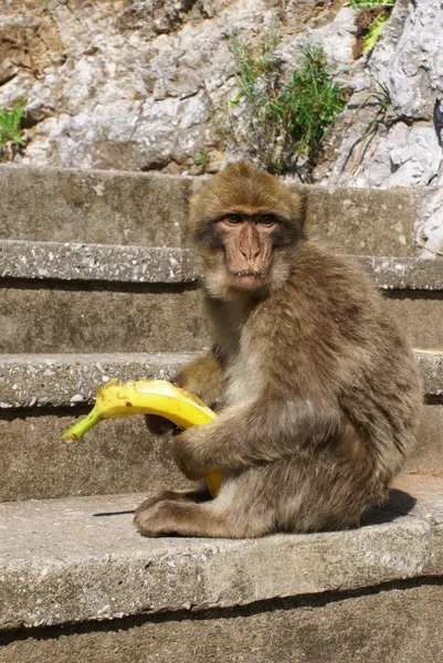 Barbaby aap zittend op de muur met uitzicht op de haven gebied, gibraltar, uk, West-Europa. — Stockfoto