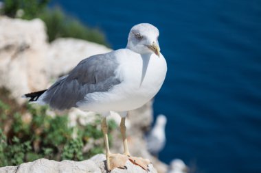 Bir martı yan görünümü