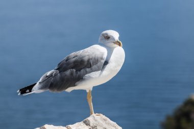 Bir martı yan görünümü