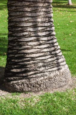 palmiye ağacının gövde arka