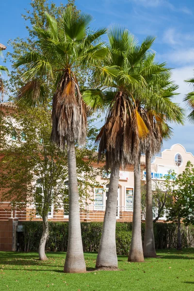 Palm Garden in front of house — Stock Photo, Image