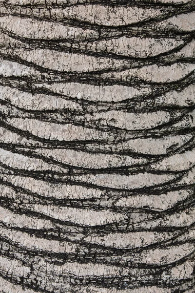 Palma albero tronco sfondo — Foto Stock