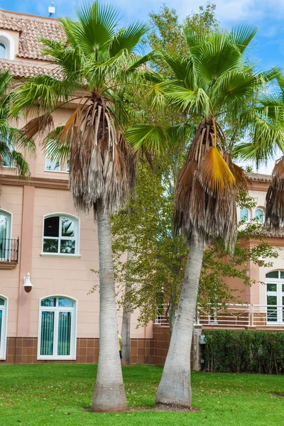 Palm Garden in front of house — Stock Photo, Image