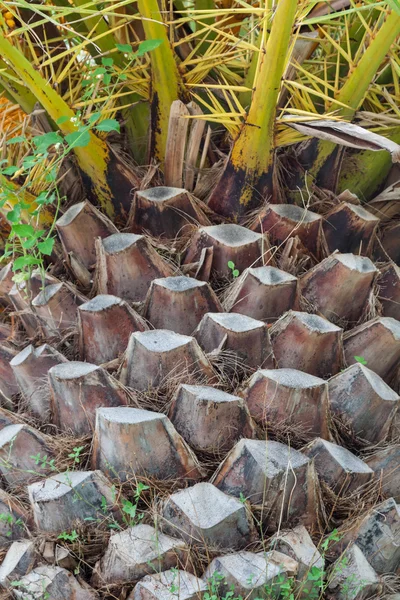 Palmiye ağacının gövde arka — Stok fotoğraf