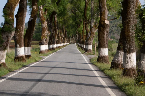 A zöld fák alatt tavasszal a portugáliai út — Stock Fotó