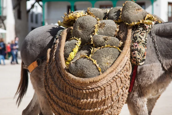 Âne portant un tournesol à chinchon près de madrid — Photo