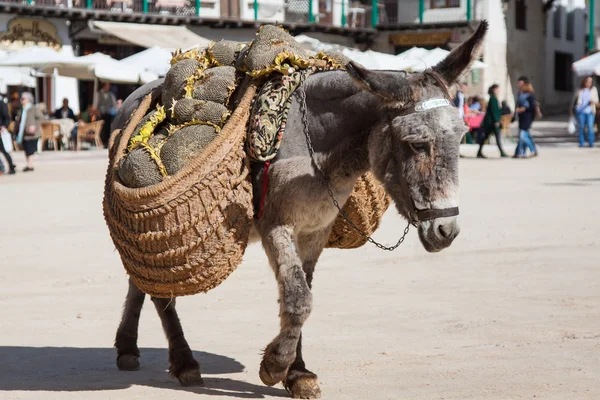 Burro carregando um girassol em chinchon perto de madrid — Fotografia de Stock