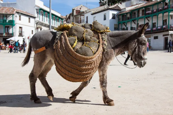 Donkey carrying a sunflower in chinchon near madrid — Stock Photo, Image