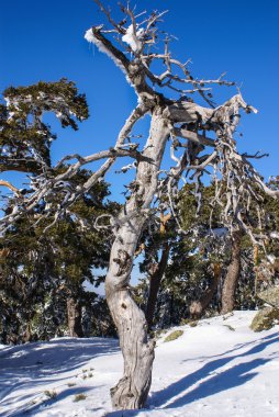 Kışın dağ navacerrada madrid, İspanya,
