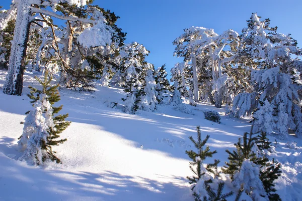 겨울 산 navacerrada 마드리드, 스페인, — 스톡 사진
