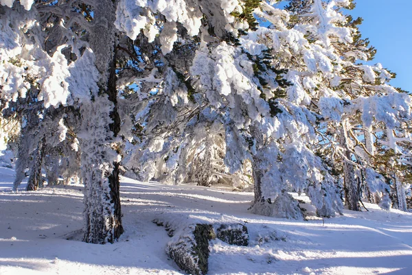 Hiver dans la montagne navacerrada madrid, espagne , — Photo