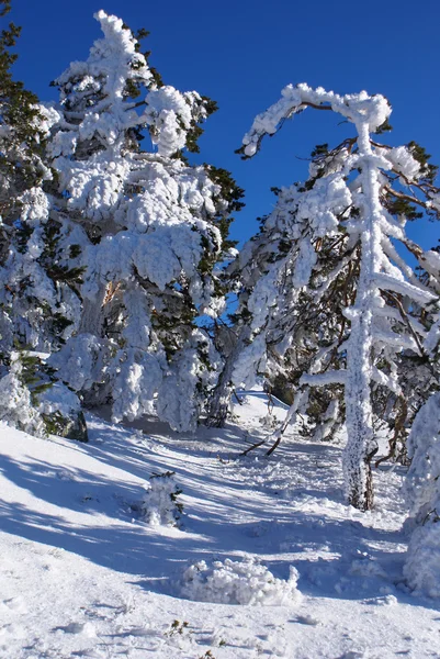 Hiver dans la montagne navacerrada madrid, espagne , — Photo