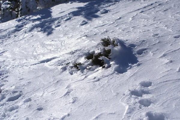 Neige dans navacerrada madrid espagne — Photo