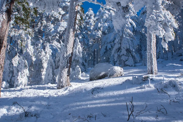 Schnee in navacerrada madrid spanien — Stockfoto