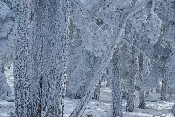 Snö i navacerrada madrid spain — Stockfoto