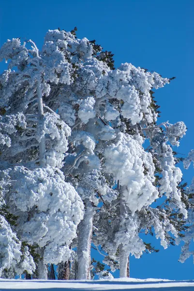 Winter in de berg navacerrada madrid, Spanje, — Stockfoto