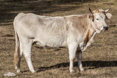 İsviçre Alp Dağları yeşil oyun üzerinde otlatma ile milck inek
