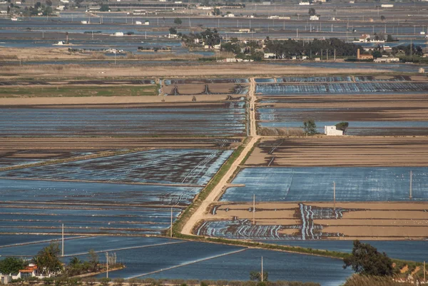 在三角洲 de l'ebre，加泰罗尼亚，西班牙的水田的视图 — 图库照片