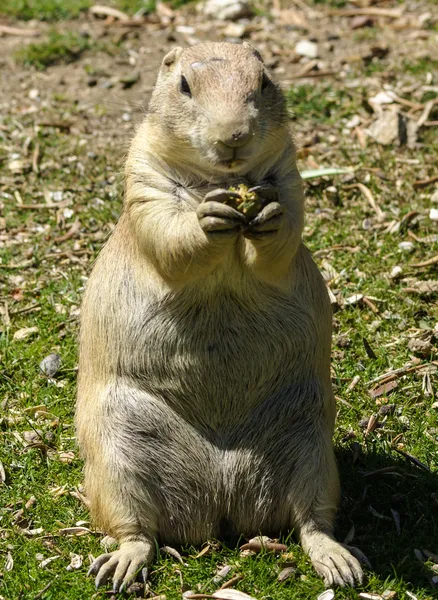 Esquilo terrestre europeu (spermophilus citellus, suslik, gopher ) — Fotografia de Stock