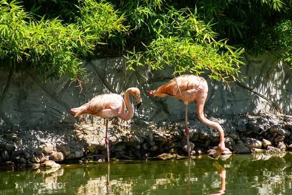 Lamingo rosa no dia de verão brilhante — Fotografia de Stock