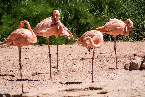 Pink lamingoes on the bright summer day — Stock Photo, Image