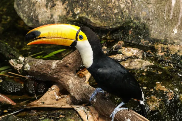 Tucano colorato nella voliera — Foto Stock