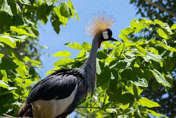 Gekleurde elegante papegaai vogel op een onscherpe achtergrond — Stockfoto