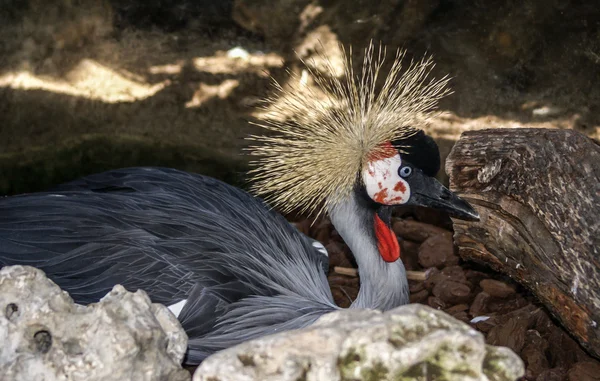 背景をぼかしの色のエレガントなオウム鳥 — ストック写真