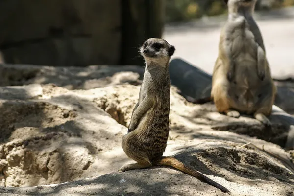 Esquilo terrestre europeu (spermophilus citellus, suslik, gopher ) — Fotografia de Stock