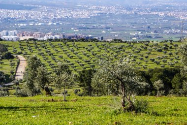 Panorama, Granada, zeytin ağaçları ile. Endülüs