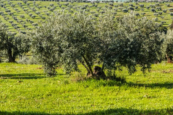 Panorama of the province of Granada, with olive trees. Andalusia — Stock Photo, Image